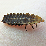 Lycus species larva